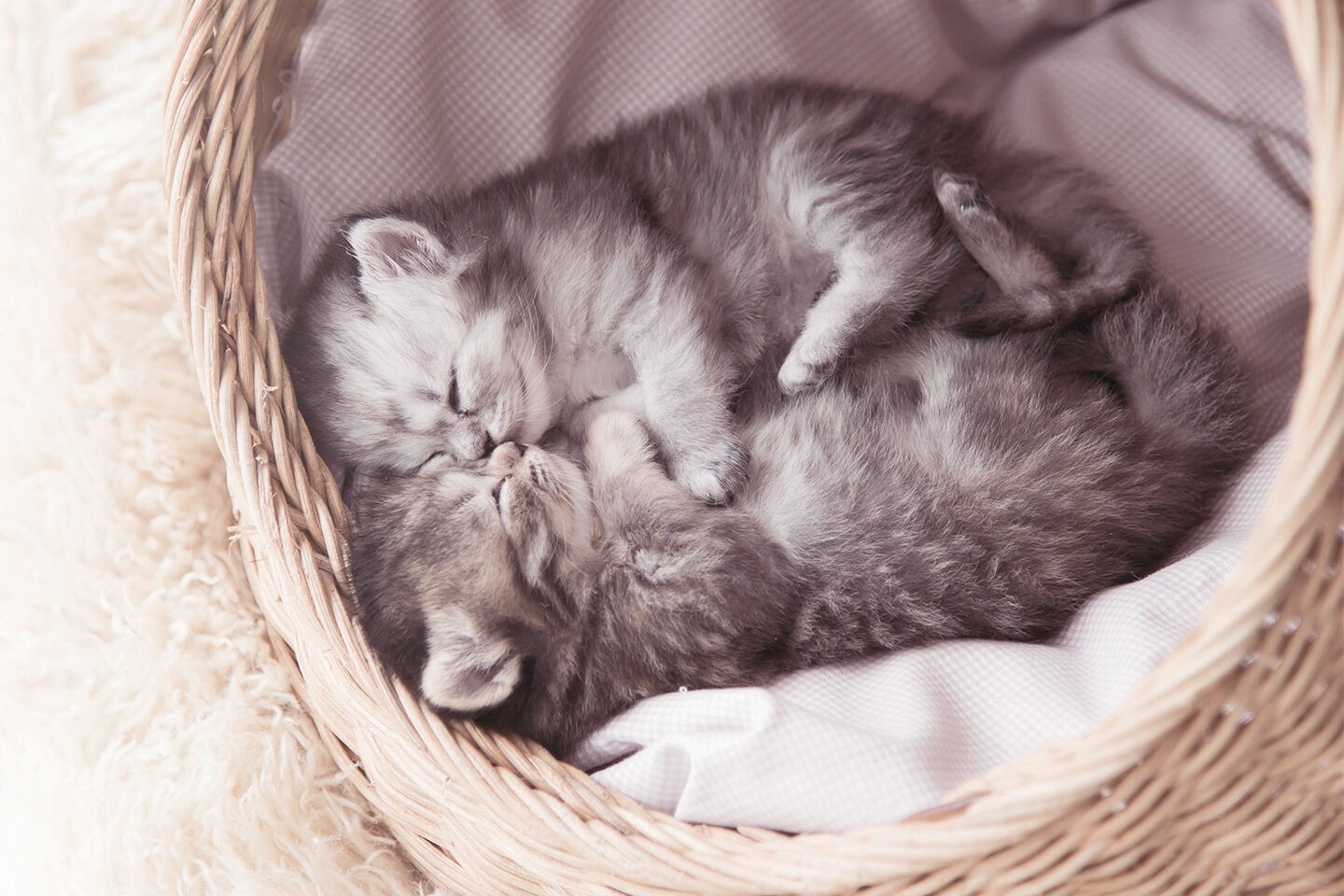Zwei Babykatzen schlafen gemeinsam in einem Körbchen