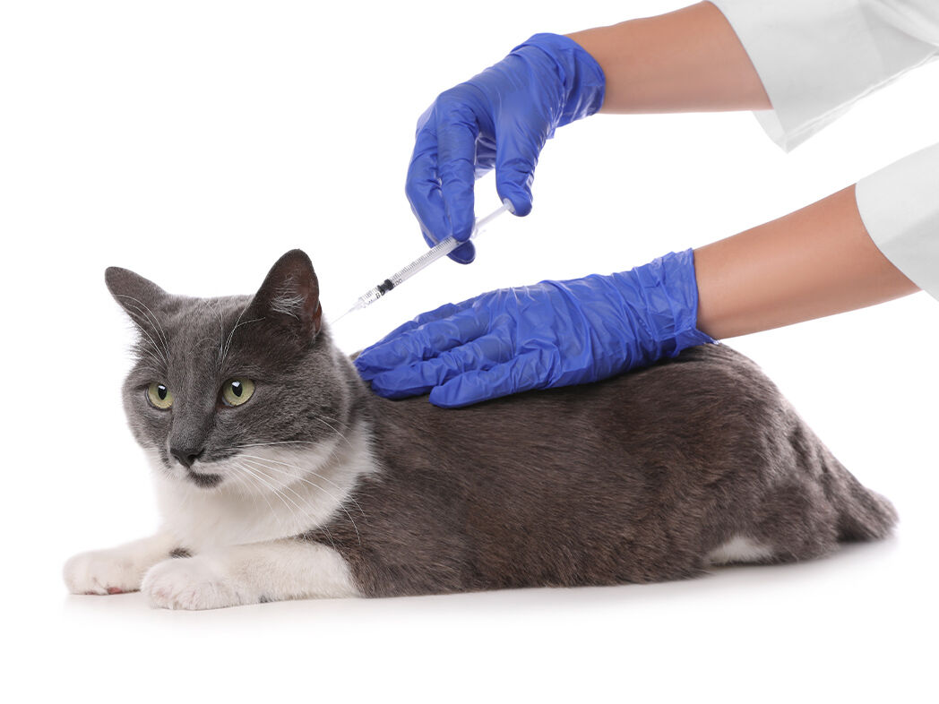 Liegende Katze wird von einer Tierärztin, die blaue Handschuhe trägt mit einer Impfung gespritzt