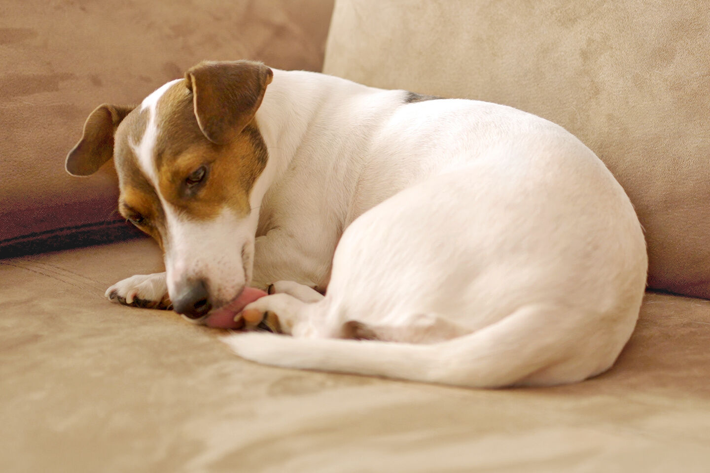 Bild der Kategorie Warum leckt mein Hund ständig die Pfoten?