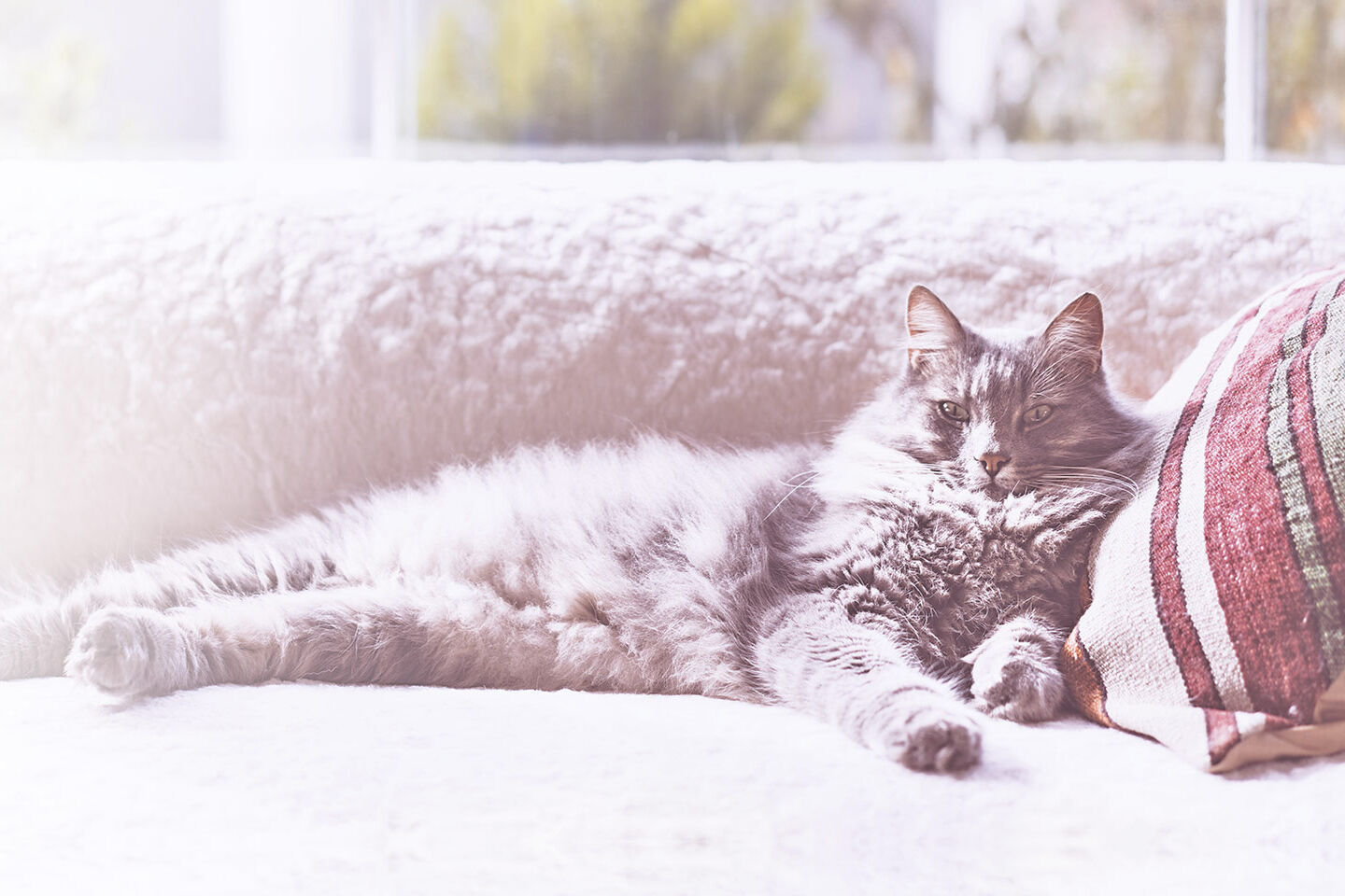 Langhaarige Katze macht sich auf der Couch breit