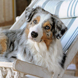 Australian Shepherd Hündin sitzt auf einem Liegestuhl