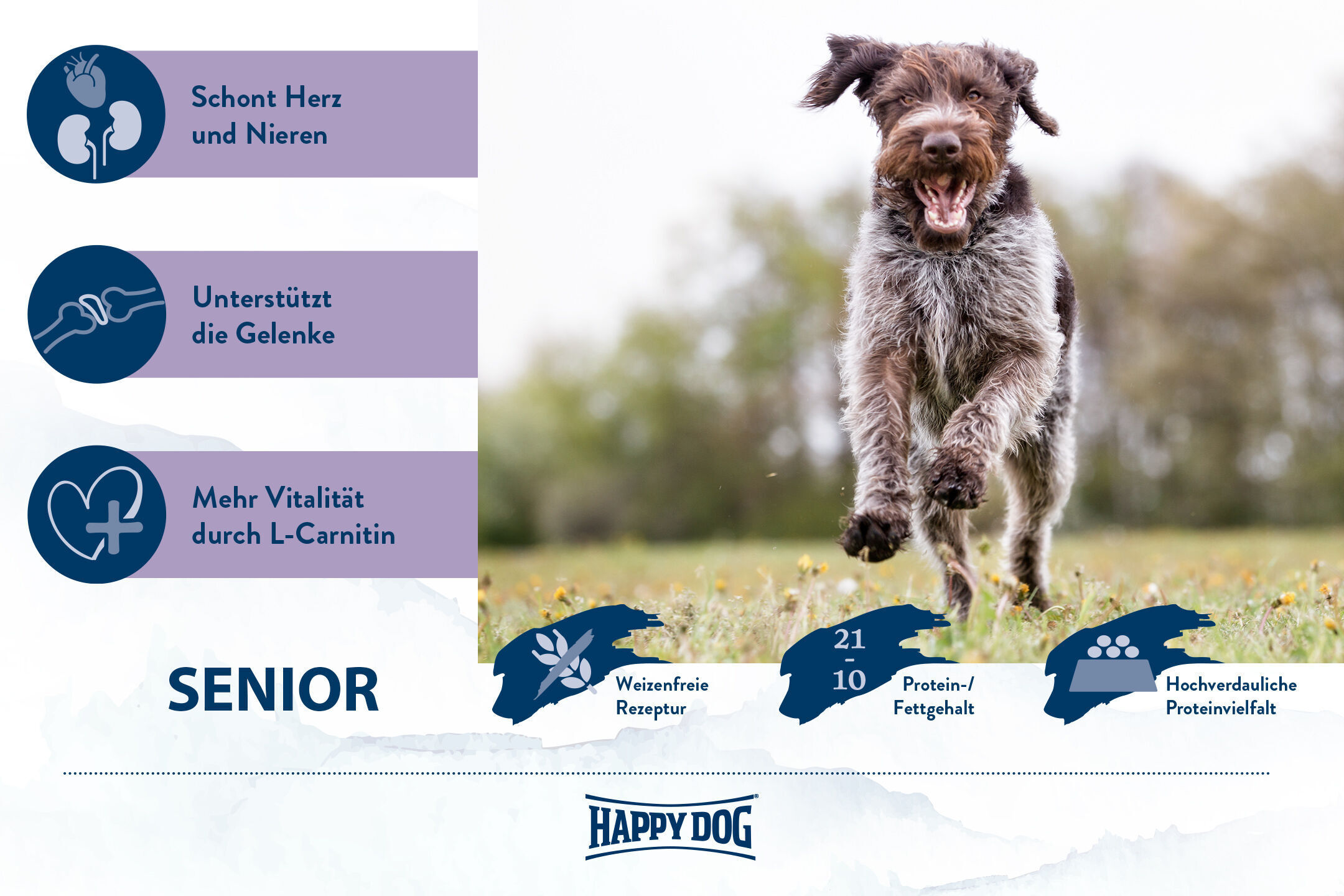 Hund läuft fröhlich über eine Wiese. Text informiert über Happy Dog Senior-Futter: "Schont Herz und Nieren, Unterstützt die Gelenke, Mehr Vitalität durch L-Carnitin, Weizenfreie Rezeptur, 21/10 Protein-/Fettgehalt, Hochverdauliche Proteinvielfalt".