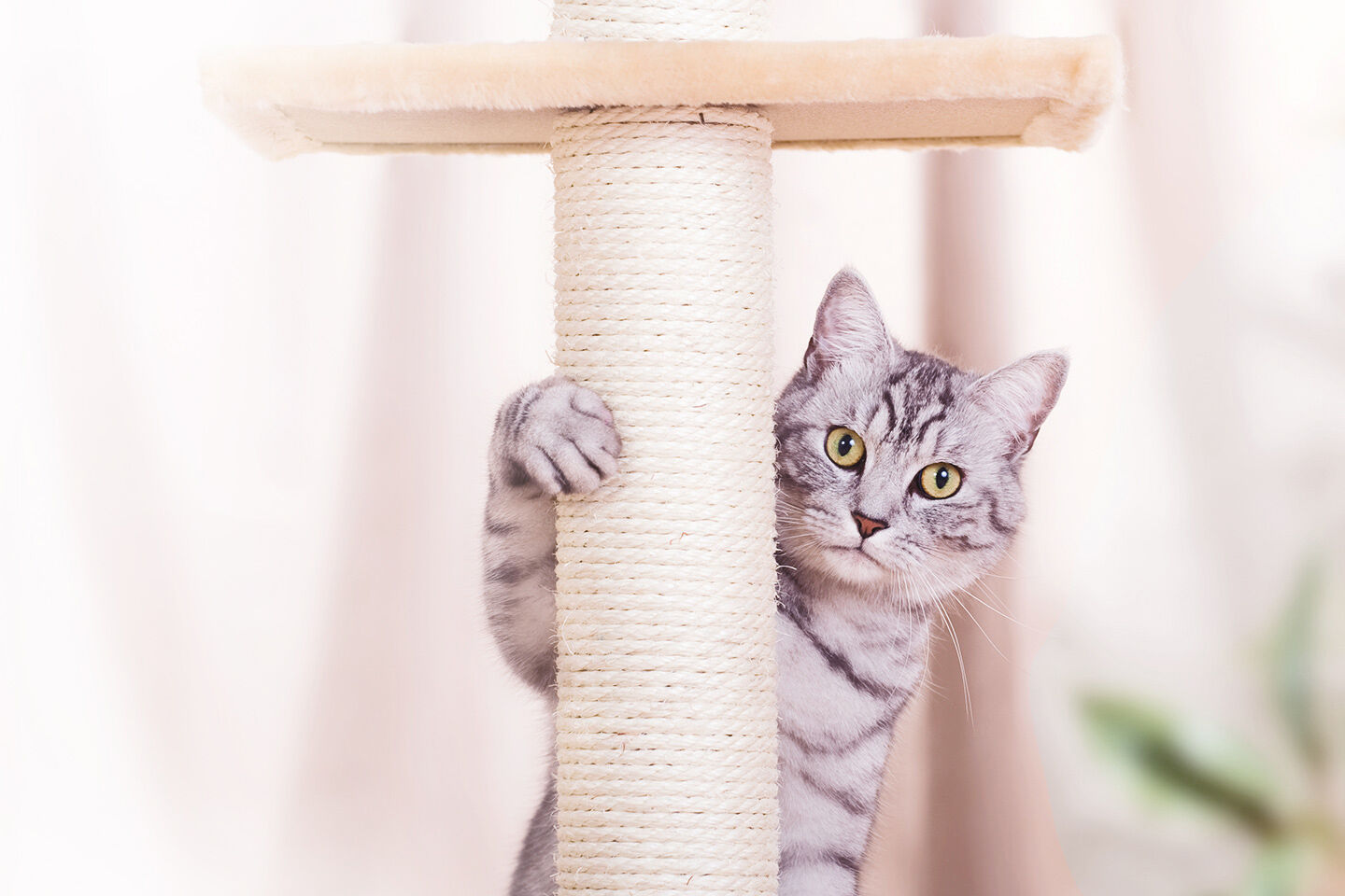 Katze umarmt Kratzbaum - Neugierig blickend - In einem hellen Raum mit unscharfem Hintergrund. Happycat's freundliche Umgebung für Haustiere inspiriert.