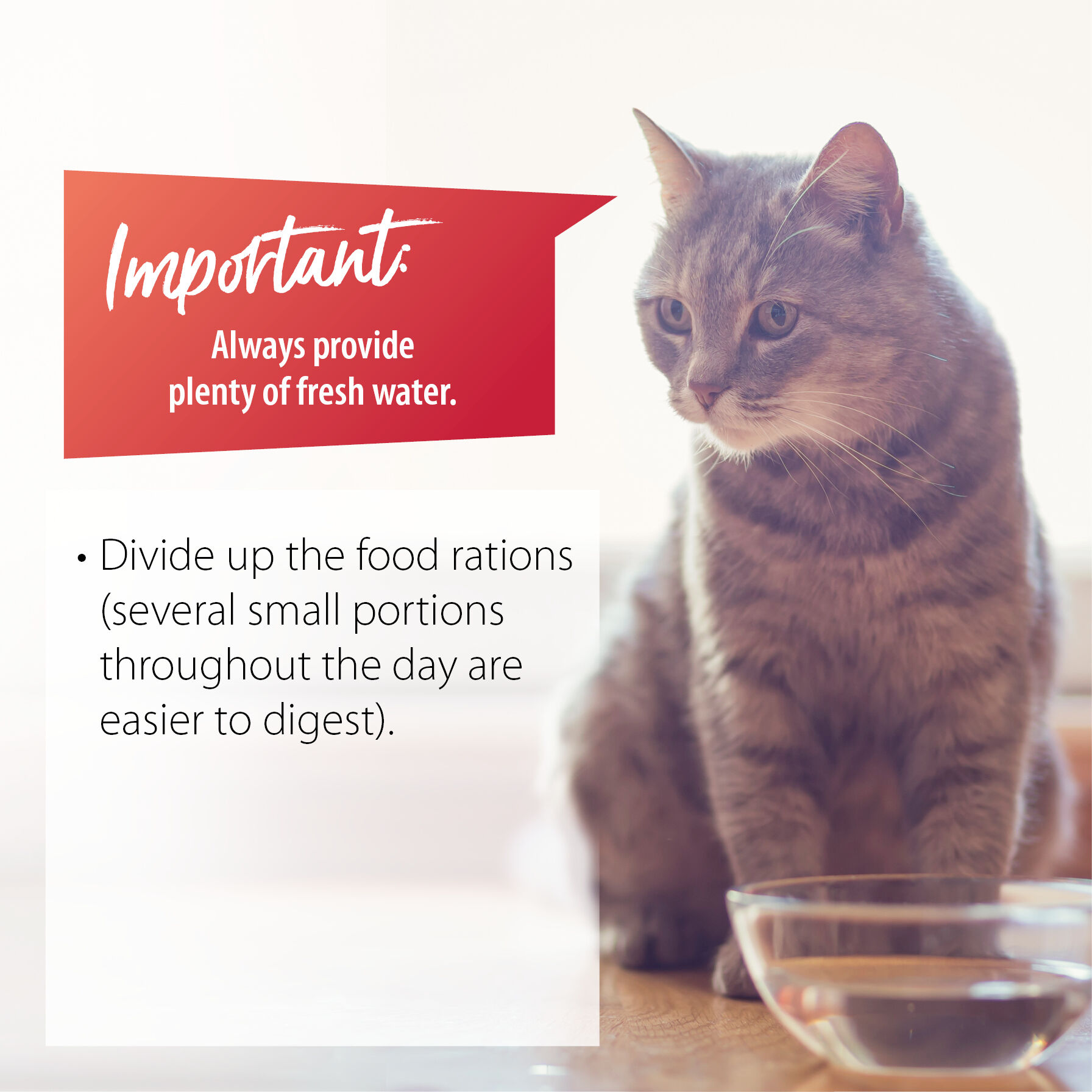 Eine Katze sitzt vor einer Schale mit Wasser. Daneben sind Tipps bei Hitze fรผr Katzen aufgelistet.
