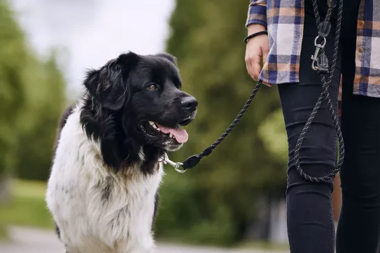 Ein großer Hund geht mit seinem Besitzer an der Leine spazieren.