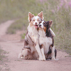Ein Australian Shepherd umarmt einen zweiten Australian Shepherd