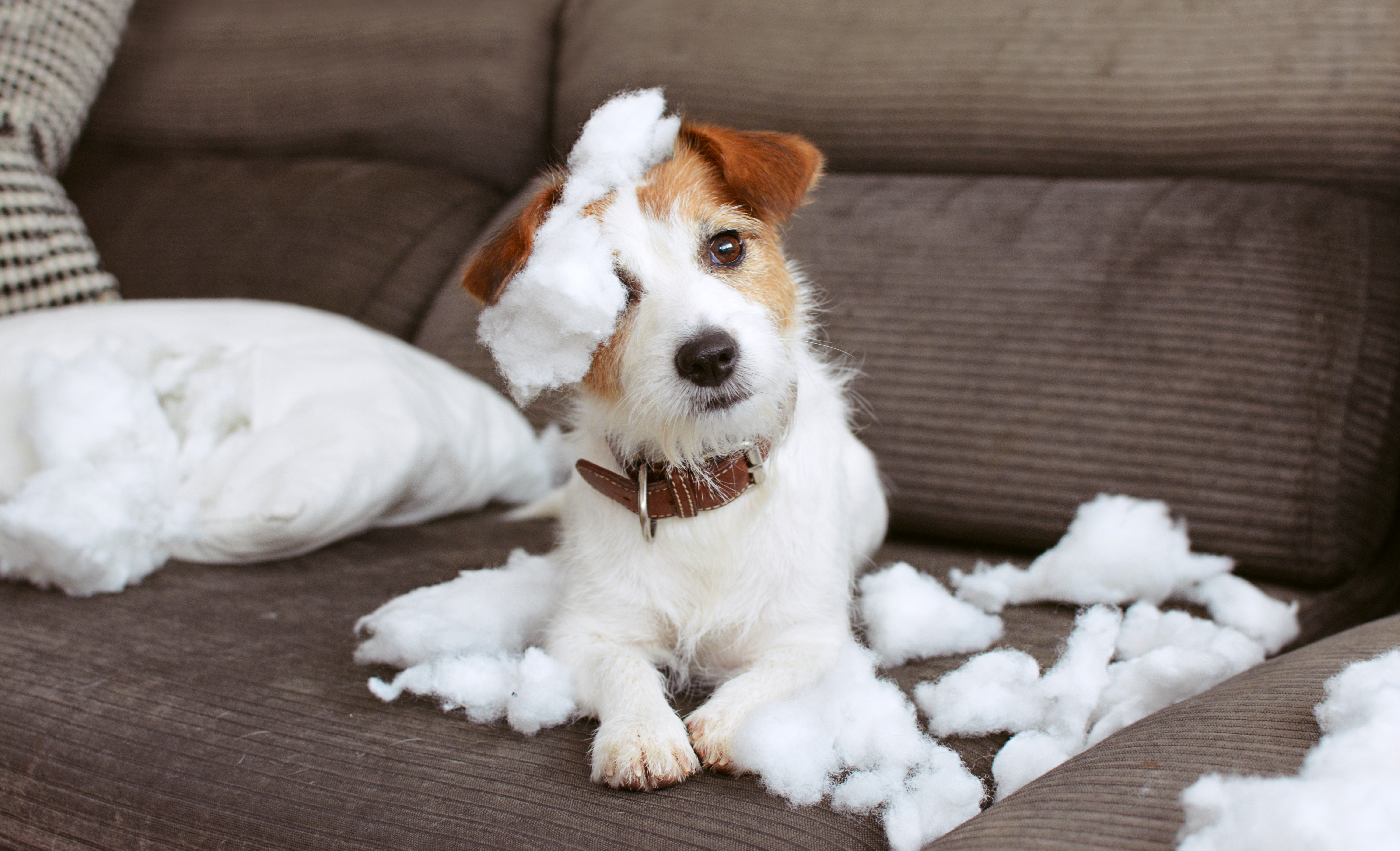 Ein kleiner Hund liegt auf dem Sofa zwischen einem zerfetzten Kissen.