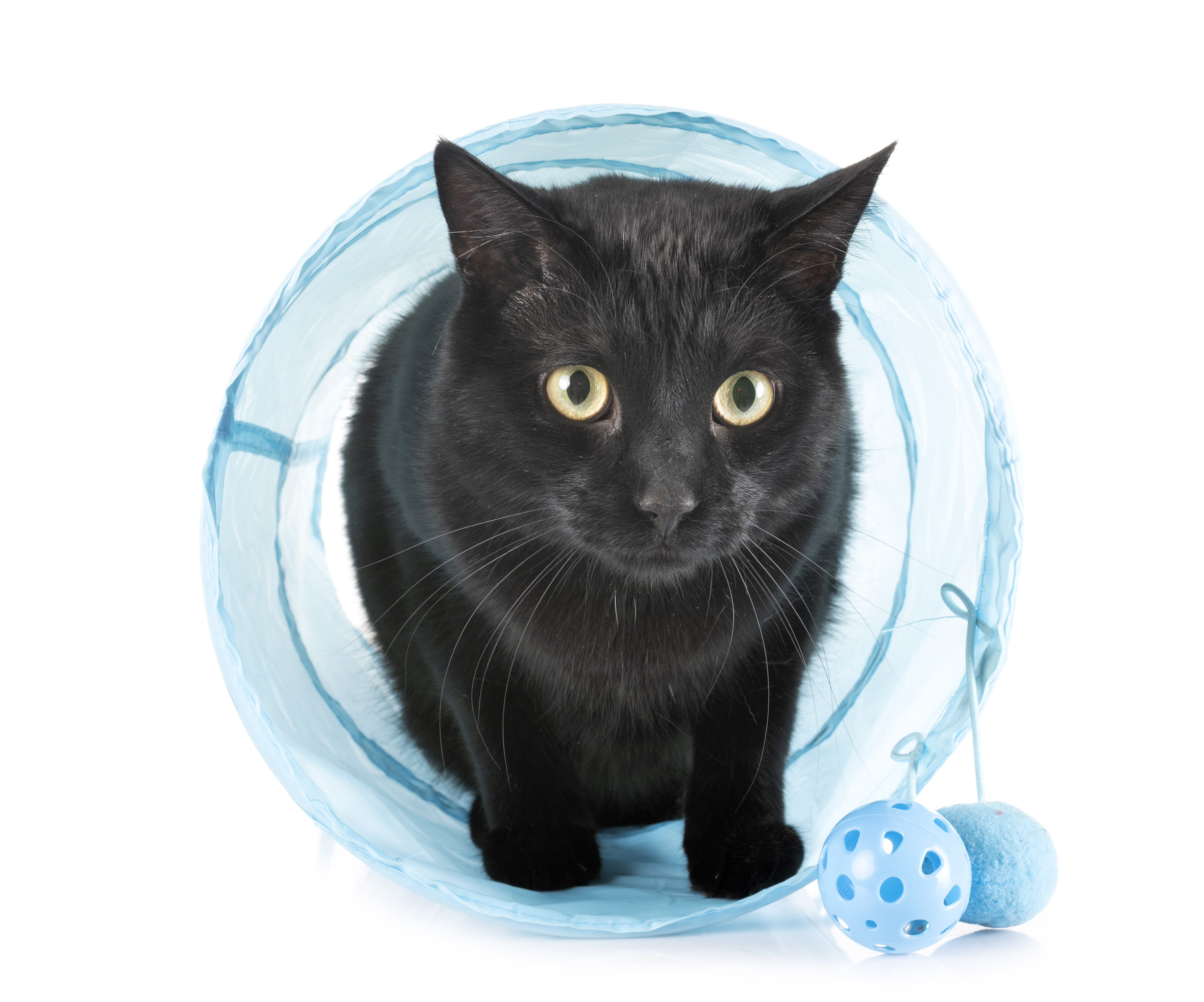 Große schwarze Katze kriecht durch einen kleinen blauen Spieltunnel