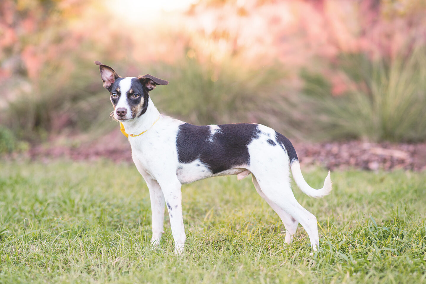 Image of category Ist mein Hund zu dünn?