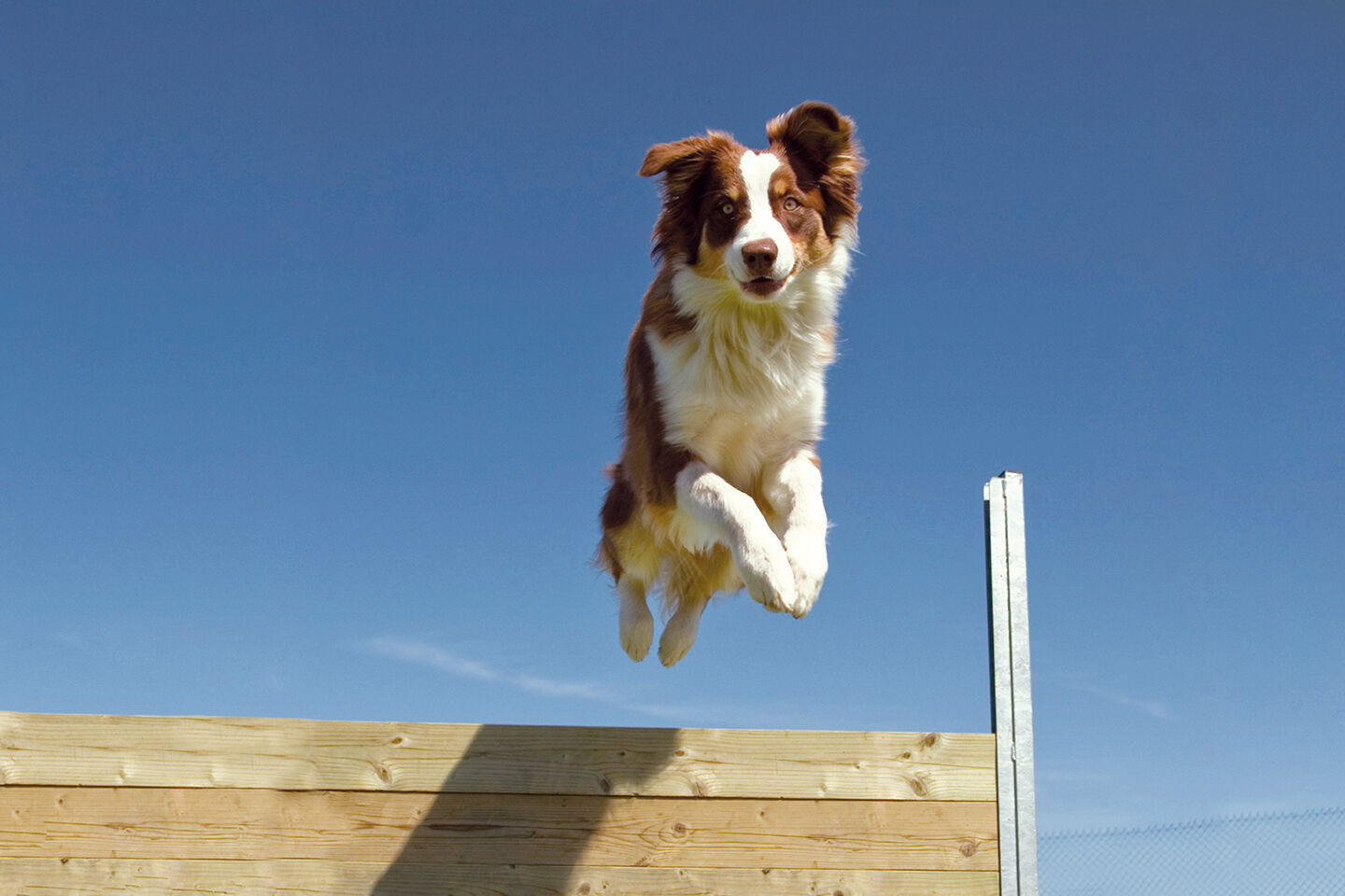 Ein Hund springt über ein Hindernis und schaut in die Kamera.