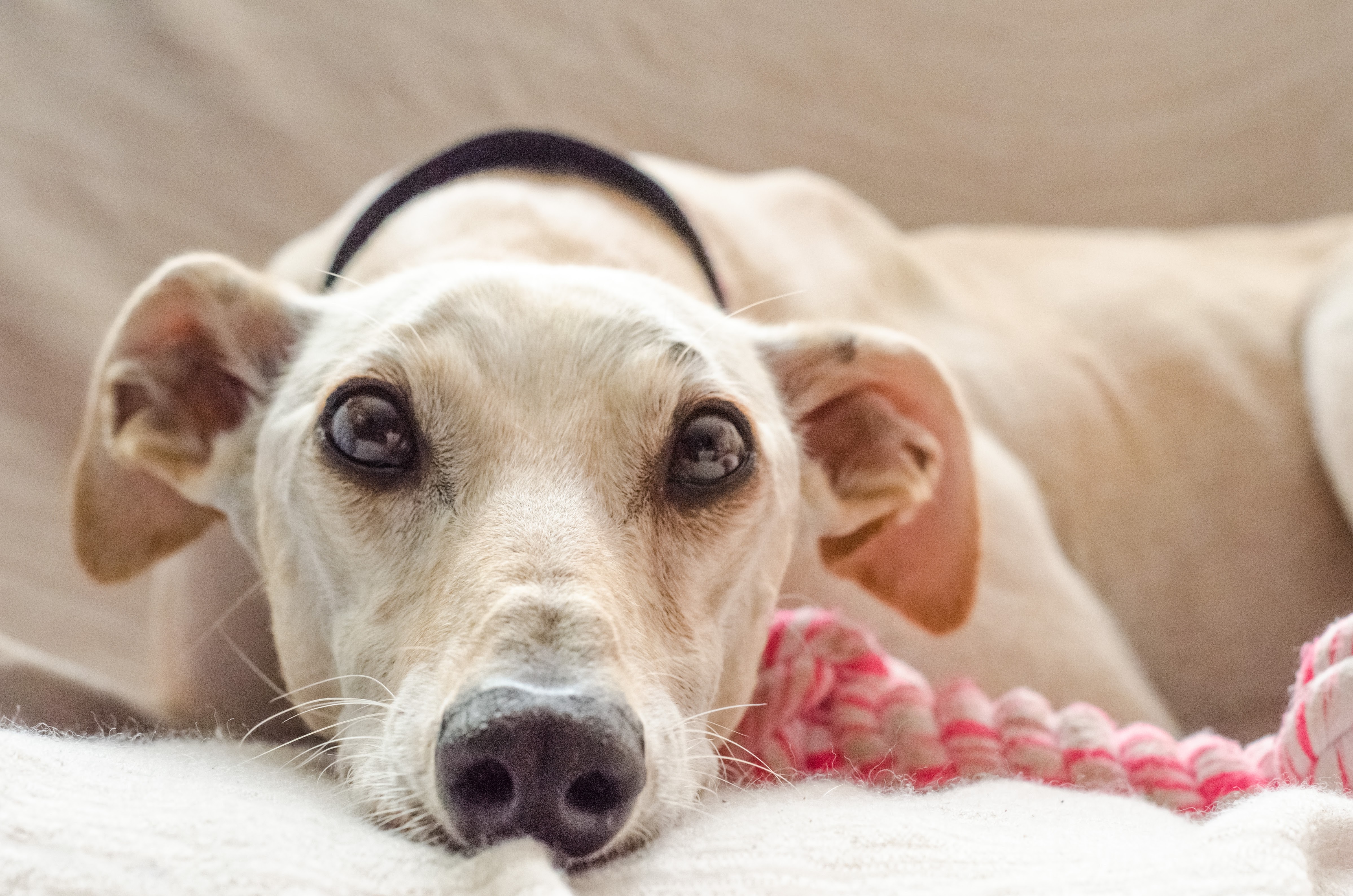 Weißer Hund liegt ängstlich und mit weit aufgerissenen Augen auf dem Boden