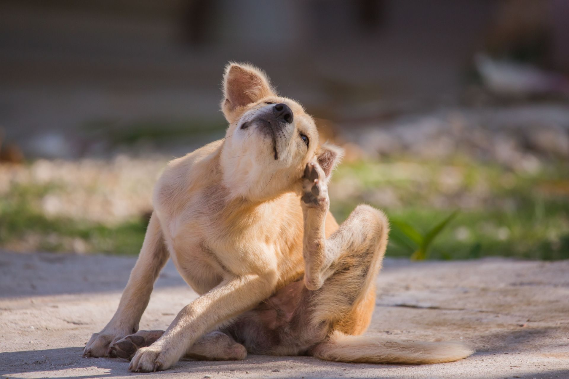 Milben Vom Hund Auf Mensch happydog-petfood.com