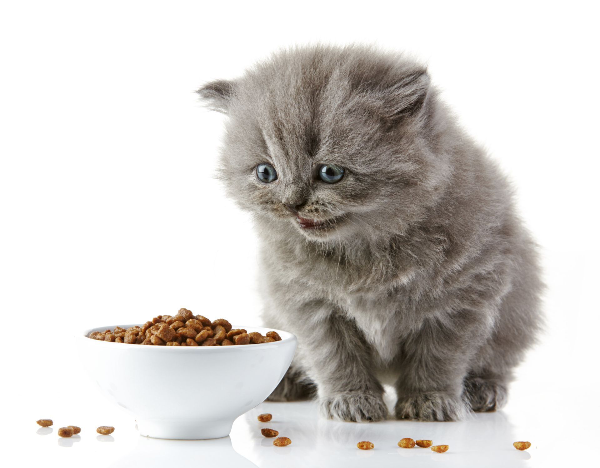 Die richtige Futtermenge für Katzen Happy Cat
